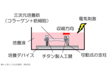 炎症が筋力を弱める仕組みの一端を「三次元培養筋モデル」で解明-大阪工大ほか – QLifePro 医療ニュース