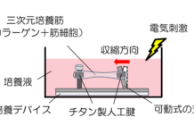 炎症が筋力を弱める仕組みの一端を明らかに ― 三次元培養筋モデルで機能低下を可視化 ―–大阪工業大学 | 大阪工業大学